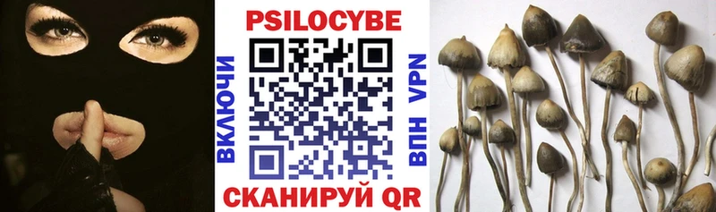 Купить  Рошаль  Псилоцибиновые грибы Psilocybine cubensis 